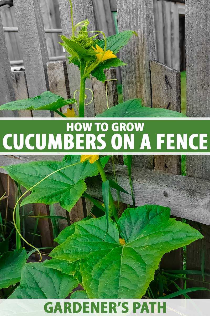 Getting Started with Vertical Cucumber Growing