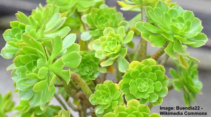aeonium care at home and species rm795aqb