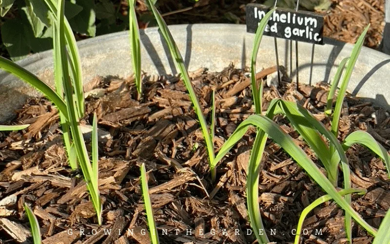 5. Garlic Chives