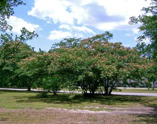 Environmental Impact of Albizia lankoranskaya