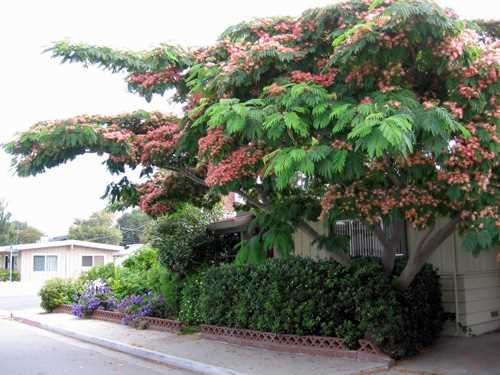 Climate suitability for Albizia lankoranskaya