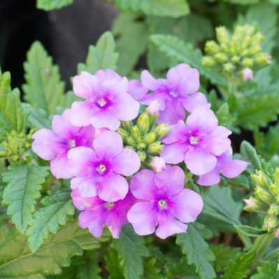 Pruning and Trimming Verbena for Proper Growth
