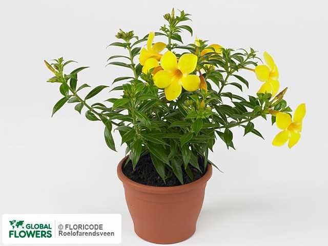 Allamanda Schottii: Exotic Species from South America