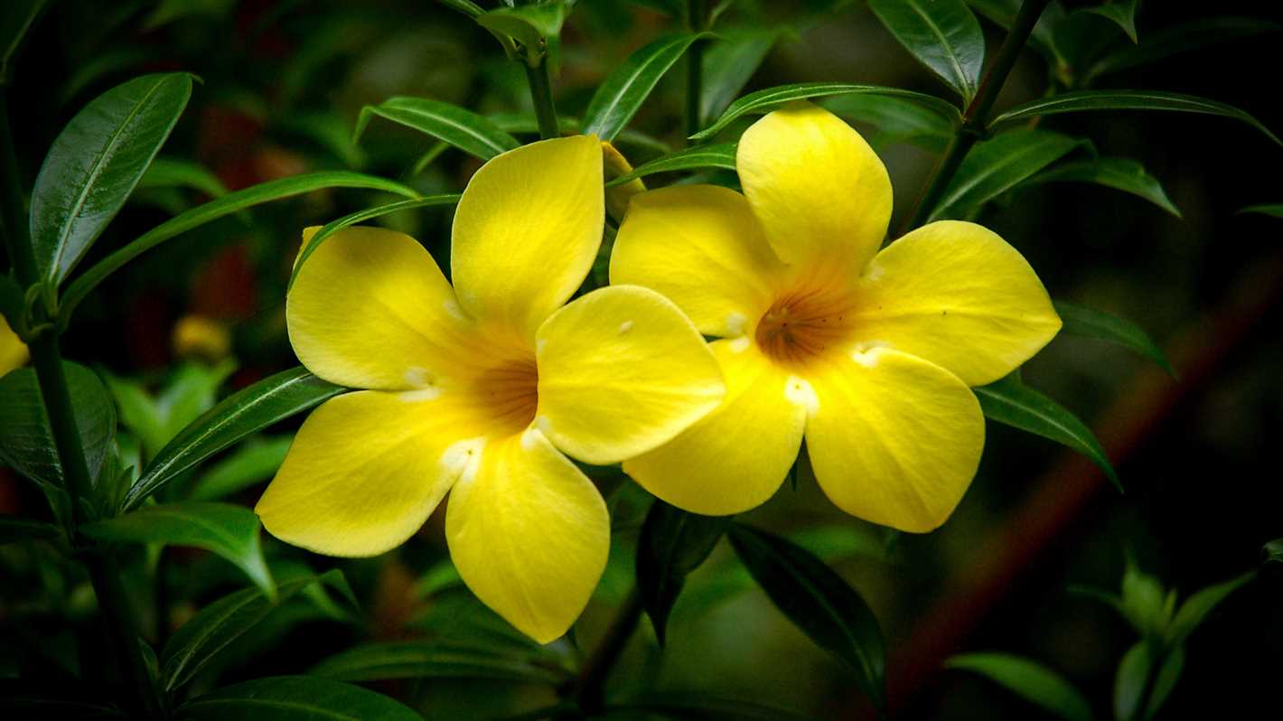 Allamanda Yellow: The Most Popular Species