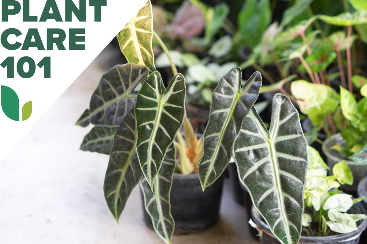 Identifying and Treating Common Alocasia Pests and Diseases