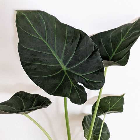 Alocasia Care Tips: How to Keep Your Alocasia Plant Healthy