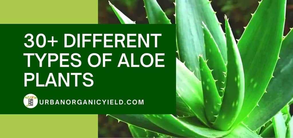 5. Capture Aloe in Different Environments