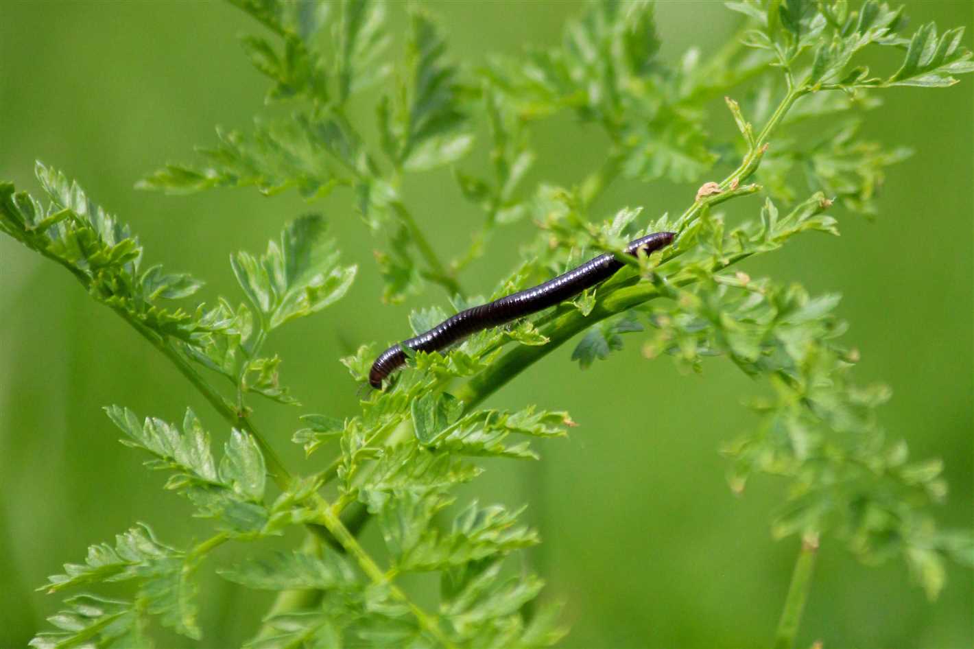 Nutritional benefits of the aloe tree - centipede