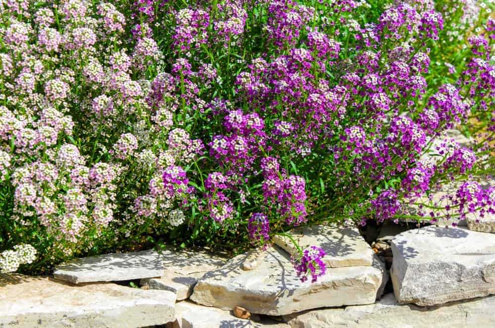 5. Can Alyssum honey be used for all types of seedlings?