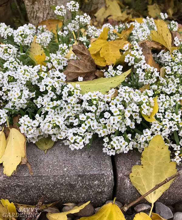 2. How is Alyssum honey different from other types of honey?