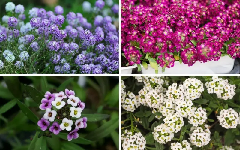 Popular Varieties of Alyssum: From Snow Princess to Gold Dust