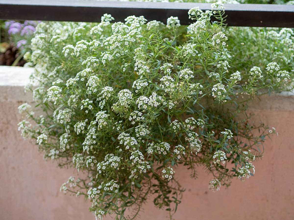 Sweet Alyssum