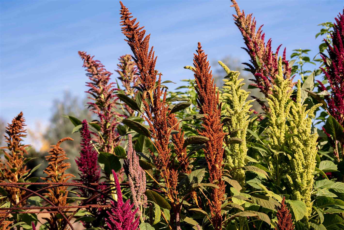amaranth growing from seeds types and varieties 2hjayo3v