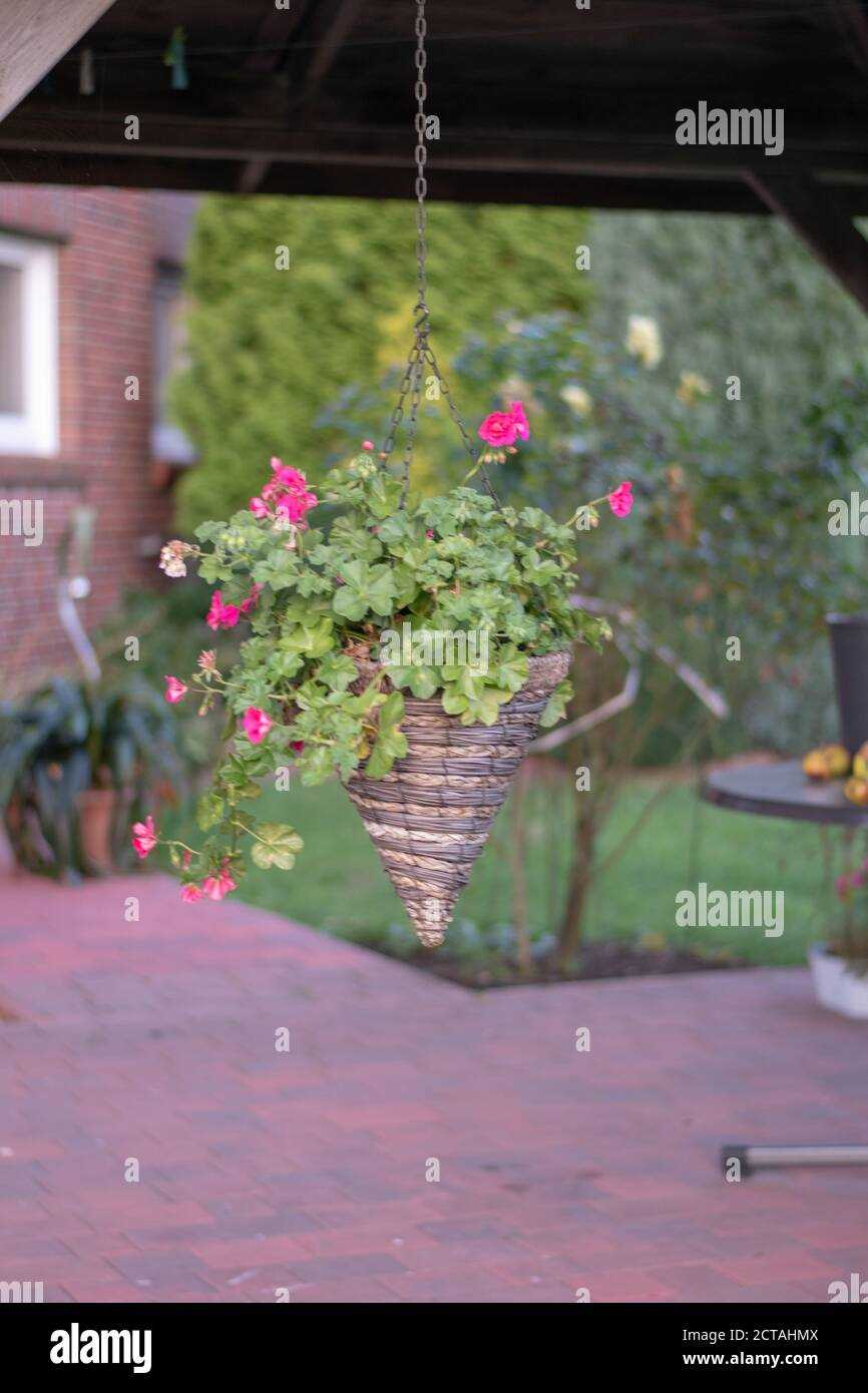 Harvesting and Using Ampel Pelargonium