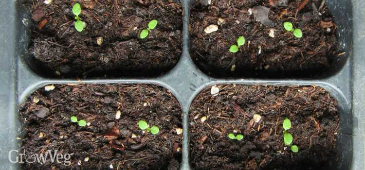 Common Mistakes That Prevent Seed Germination