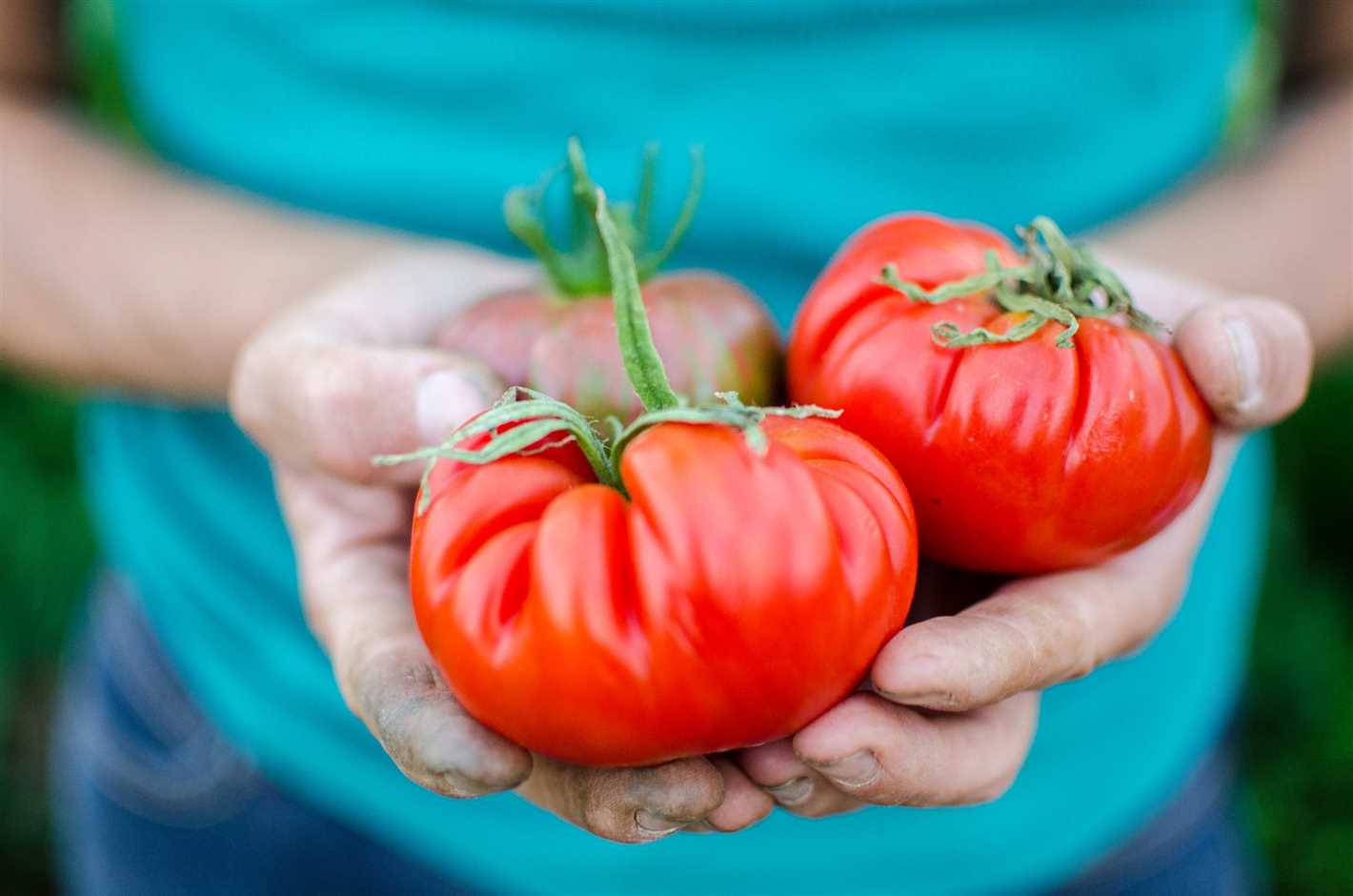 1. Choosing the Right Tomato Varieties: