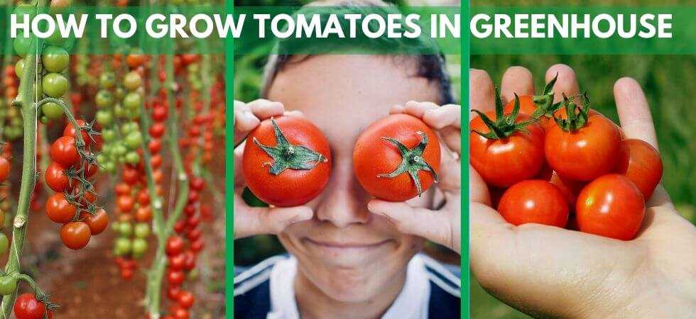 The Science Behind Tomato Wilting