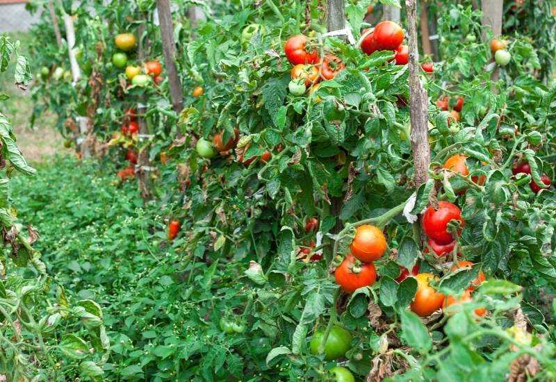 1. Choose the Right Tomato Variety