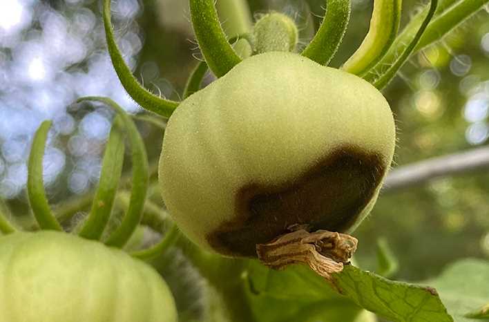 The Importance of Tomato Sprout Growth