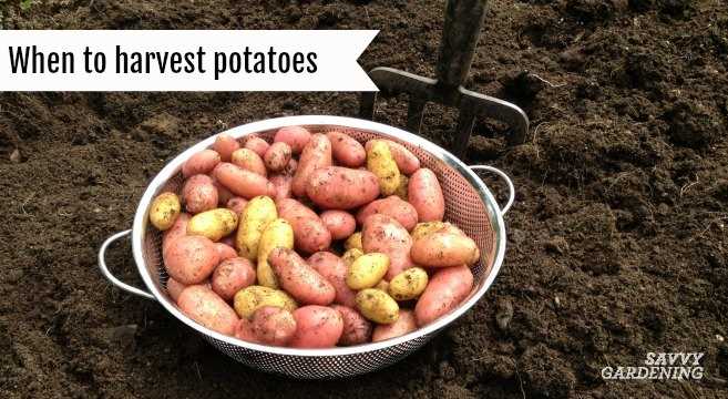 Factors Affecting Potato Longevity