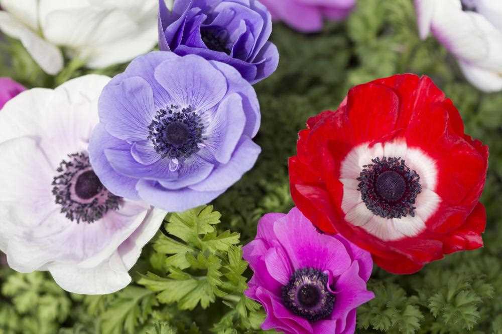 Benefits of Growing Anemones