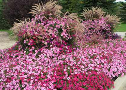 Using Cosmos in the Garden