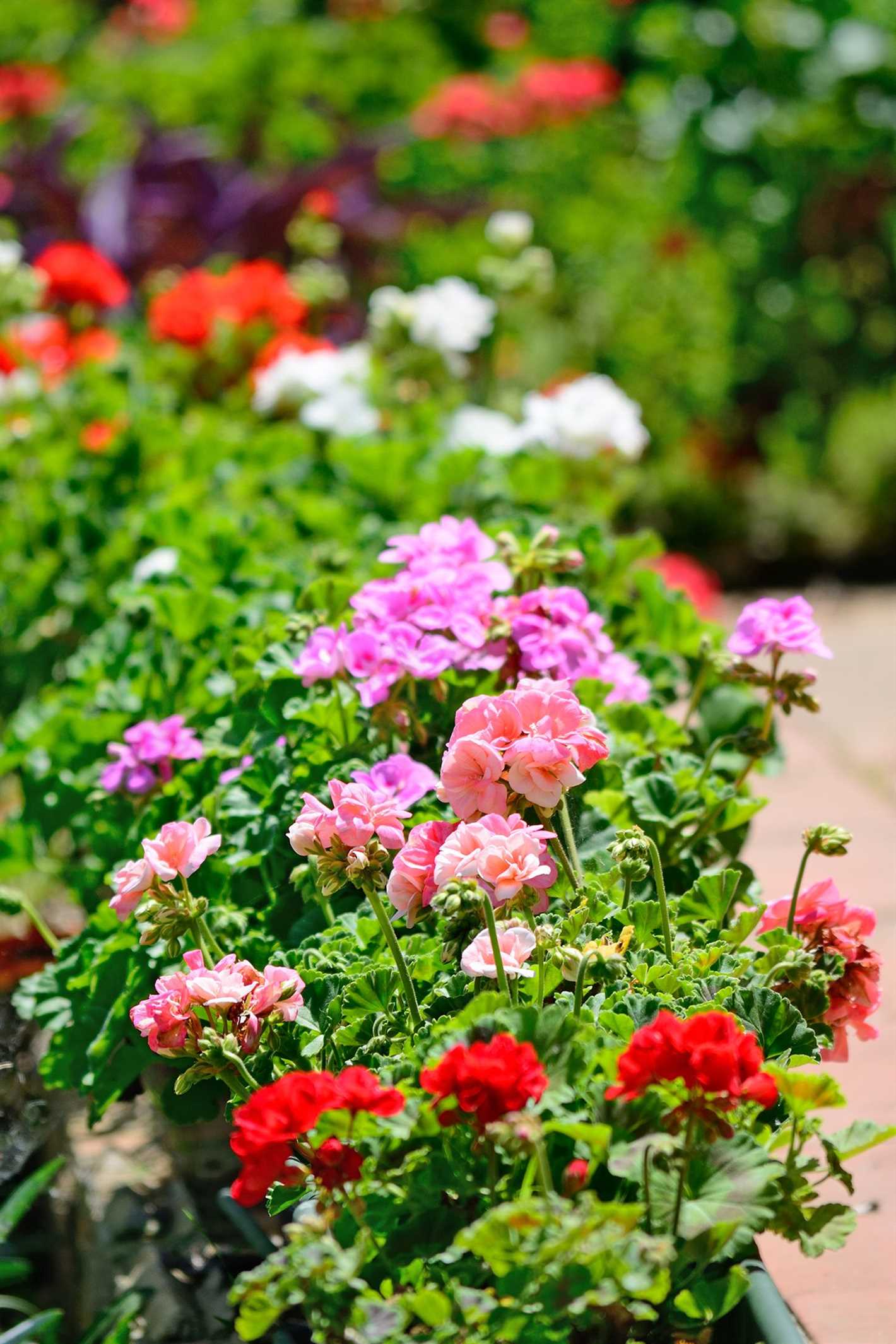 Alyssum: Fragrant and Charming Ground Cover