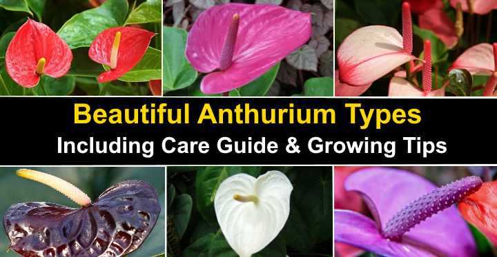 Caring for Your Anthurium