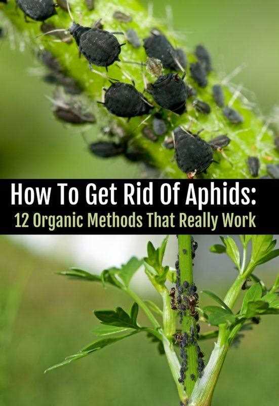aphid control methods