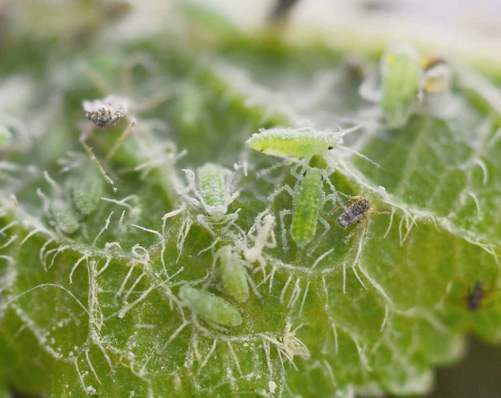 Ladybugs: Natural Aphid Predators