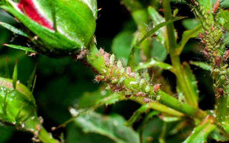 How Neem Oil Works