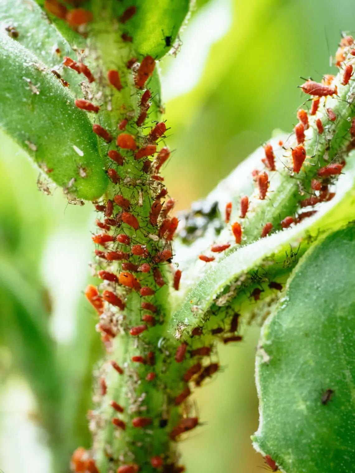 How do parasitic wasps control aphid populations?