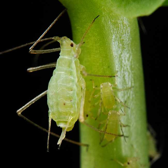 Parasitic Wasps: Controlling Aphid Populations