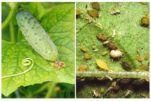 2. Grow Nasturtiums