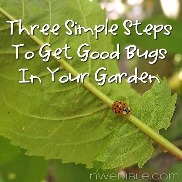 Natural Ways to Combat Aphids