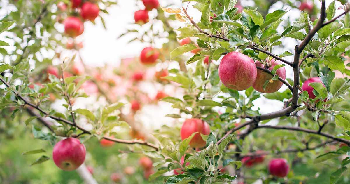 2. Training young apple trees