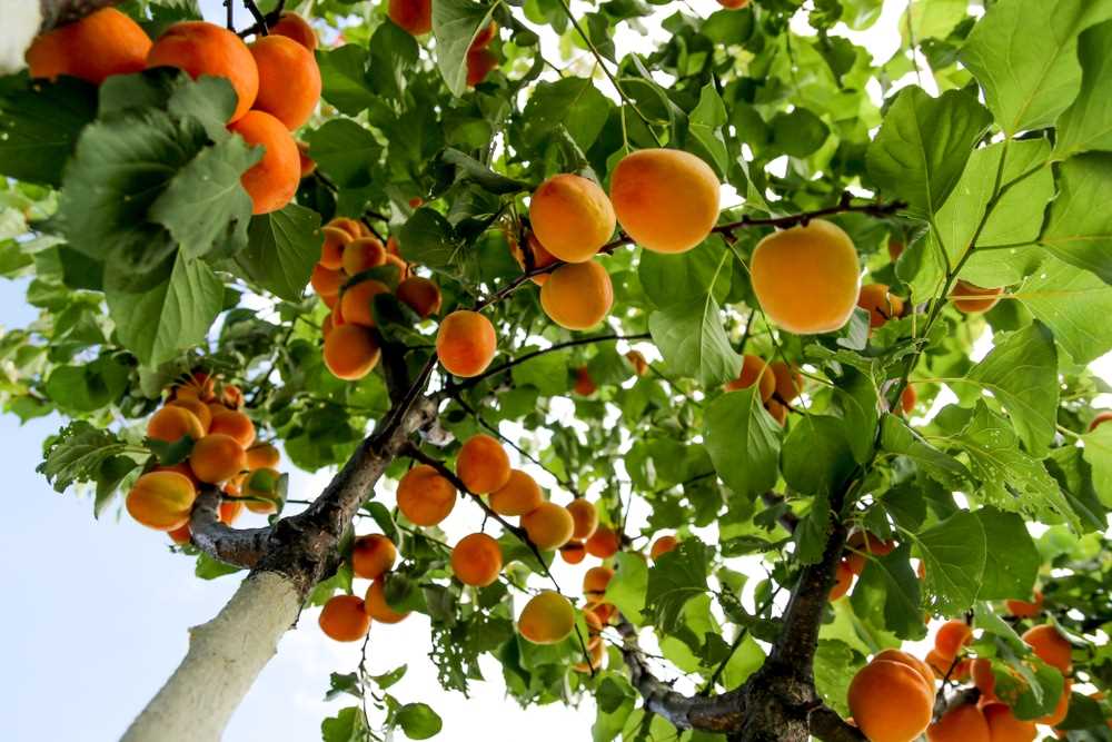 apricot growing in the garden species and varietie