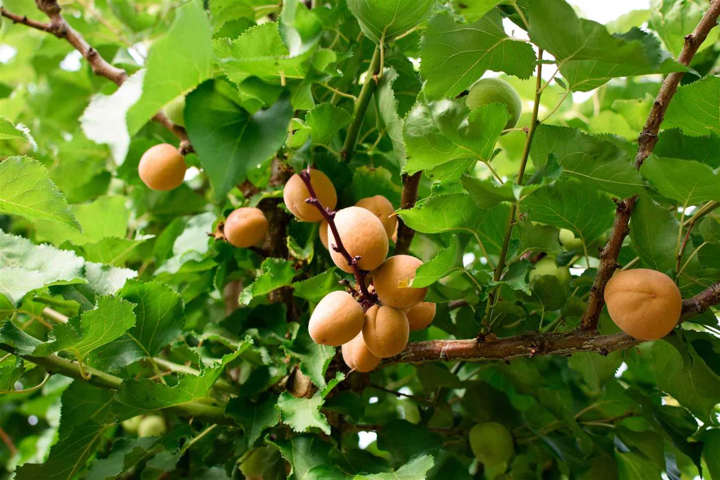 Storing Apricots