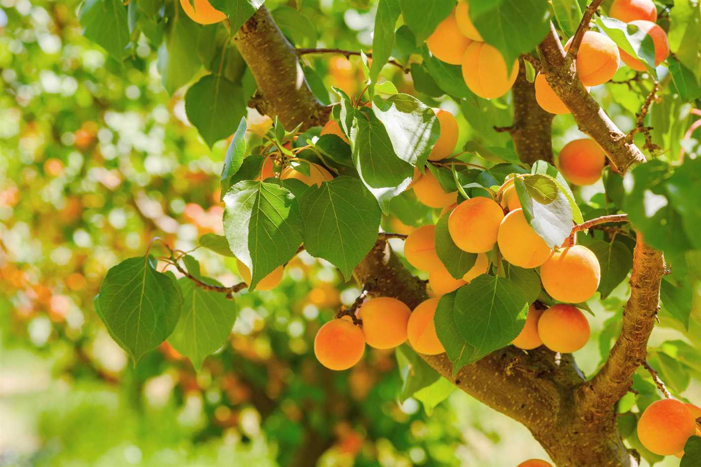 Tips for Enjoying Fresh Apricots