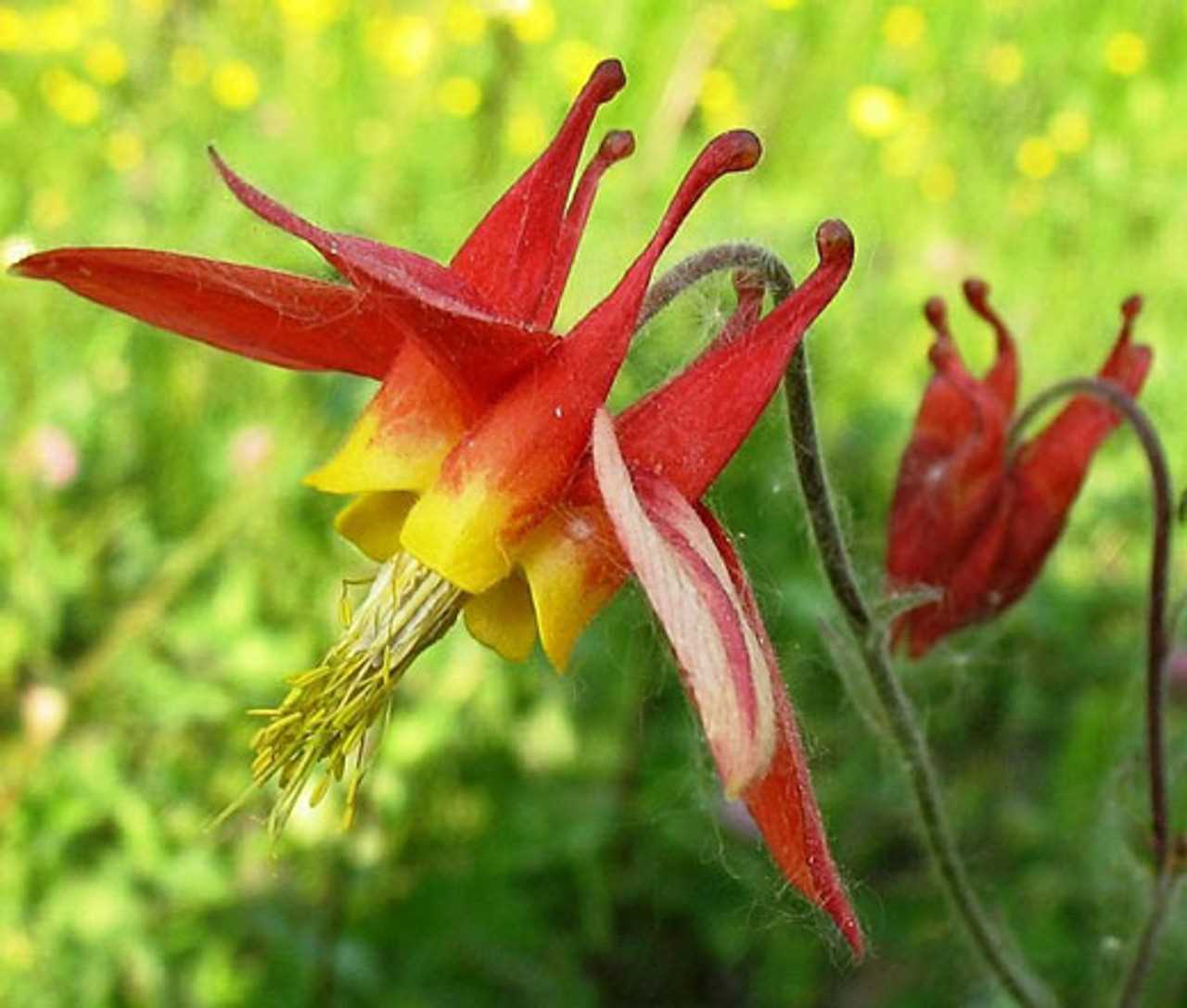 Harvesting and Saving Aquilegia Seeds