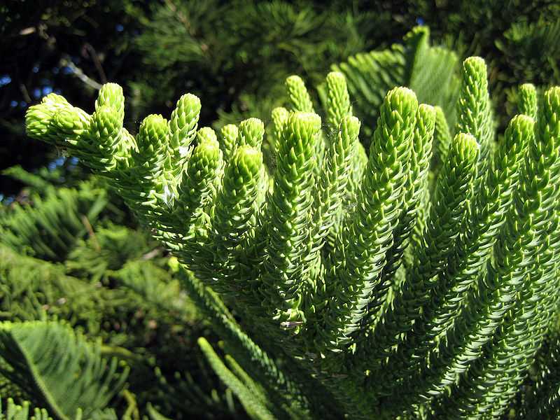 Pruning and Shaping Your Araucaria