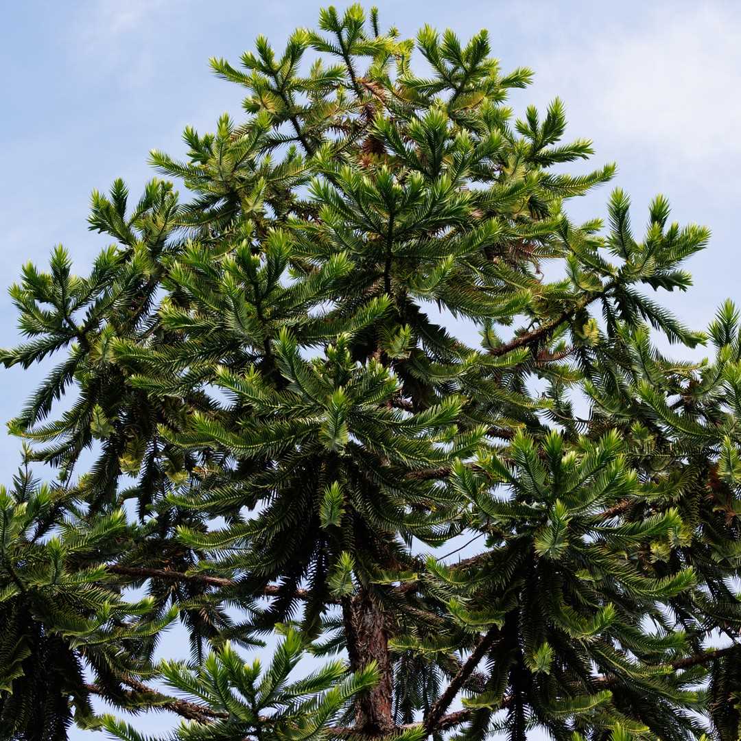 Choosing the Right Location for Your Araucaria