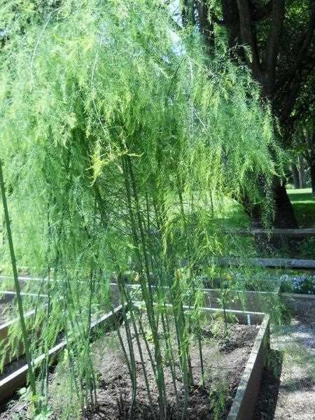 Tips for Growing Asparagus Successfully