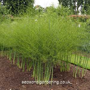 6. Harvesting Asparagus Spears