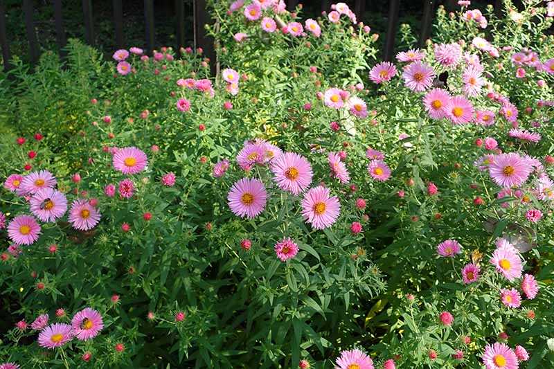 2. How to Grow Asters from Seeds