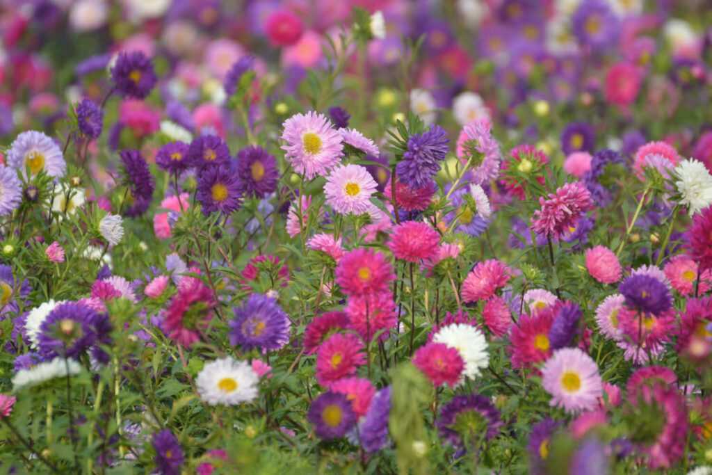 Supporting Asters as They Grow