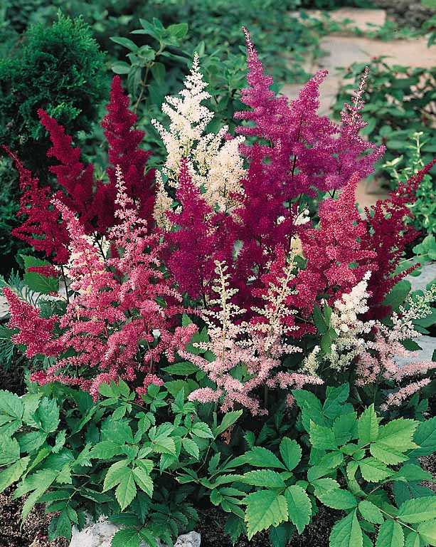 Aftercare for Transplanted Astilbe Seedlings