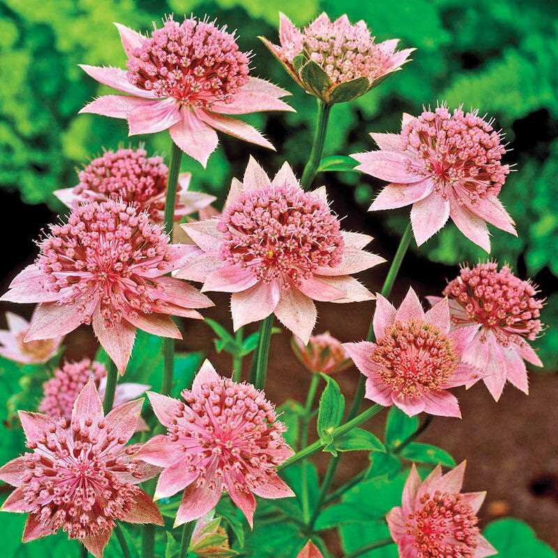 astrantia growing from seed types and varieties