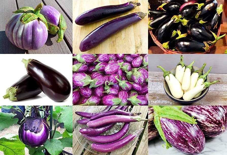 Variety 1: Superior Purple