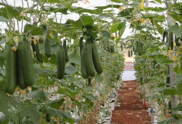 Planting and Maintaining Cucumber Seedlings